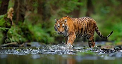 Wild tigers making 'remarkable' comeback